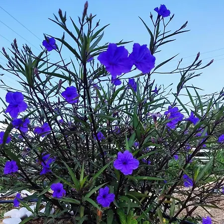 Сasa de vacaciones Ancient Meropia, *