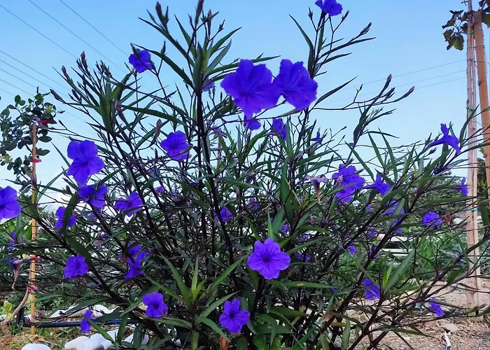 Dom wakacyjny Ancient Meropia, *