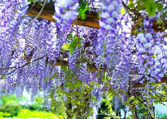 Ancient Meropia, * Apollonia