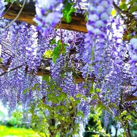 Ancient Meropia, * Apollonia