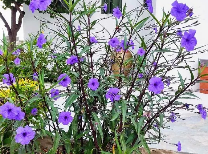 Ancient Meropia, Holiday home